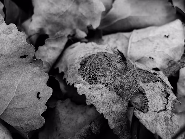 JSB: Organ Chorales for November JSB: Organ Chorales for November