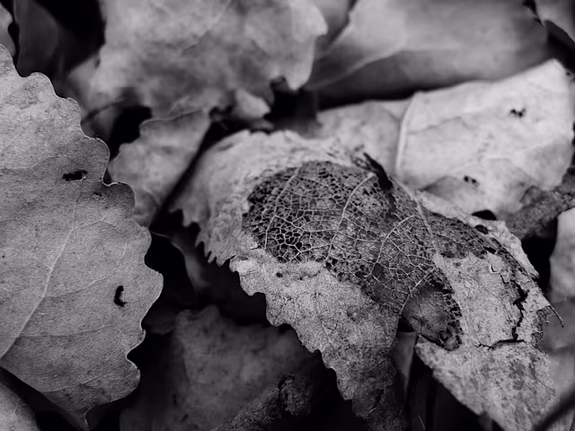 JSB: Organ Chorales for November JSB: Organ Chorales for November