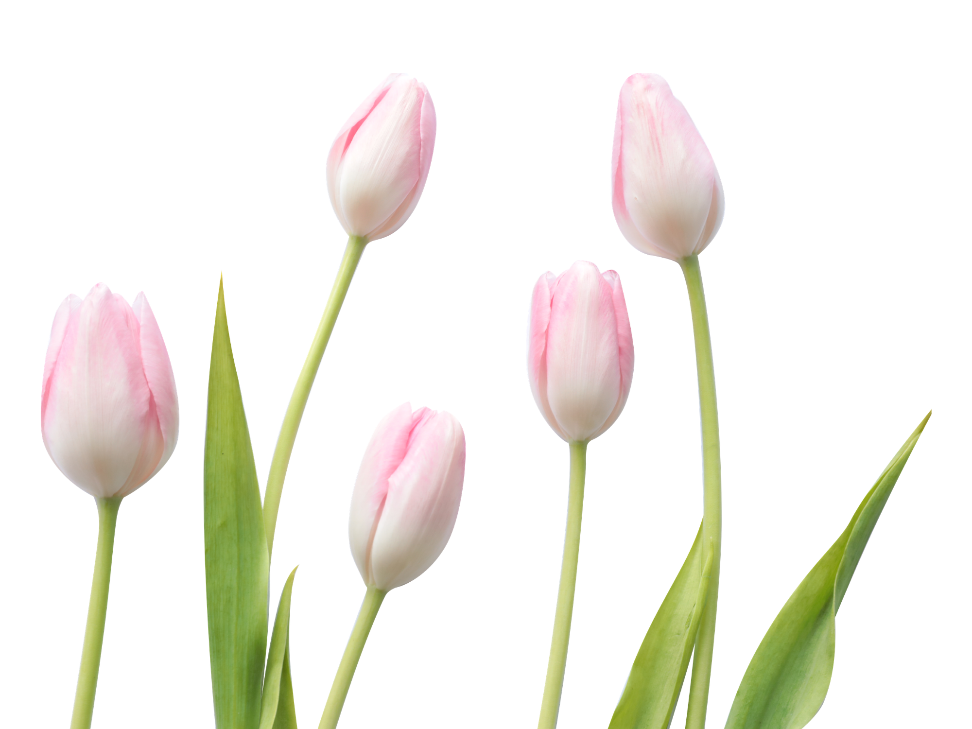 Die Tulpe