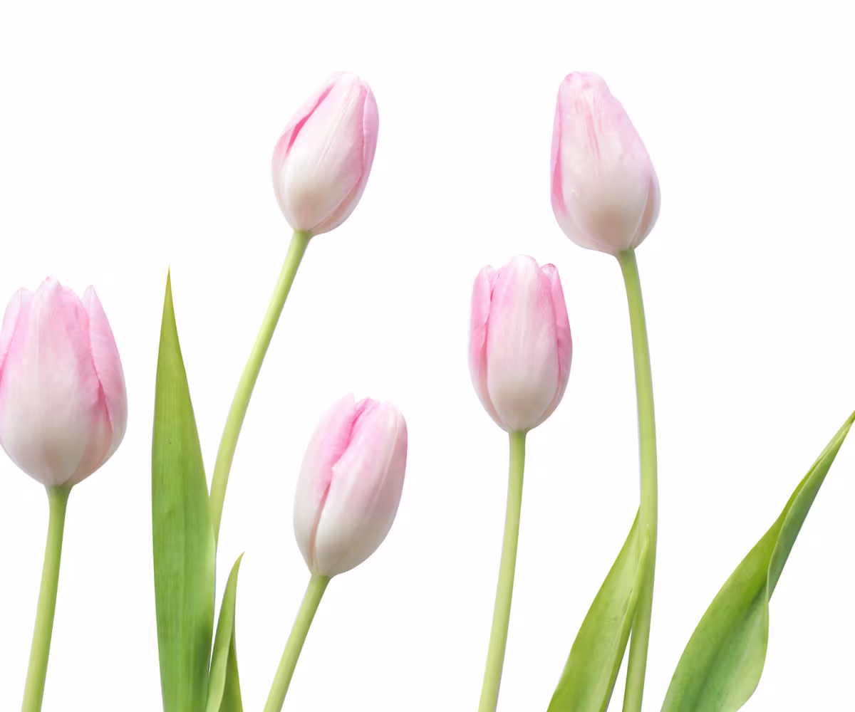 Die Tulpe Die Tulpe