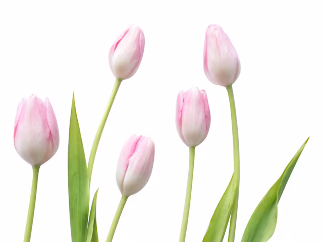 Die Tulpe Die Tulpe