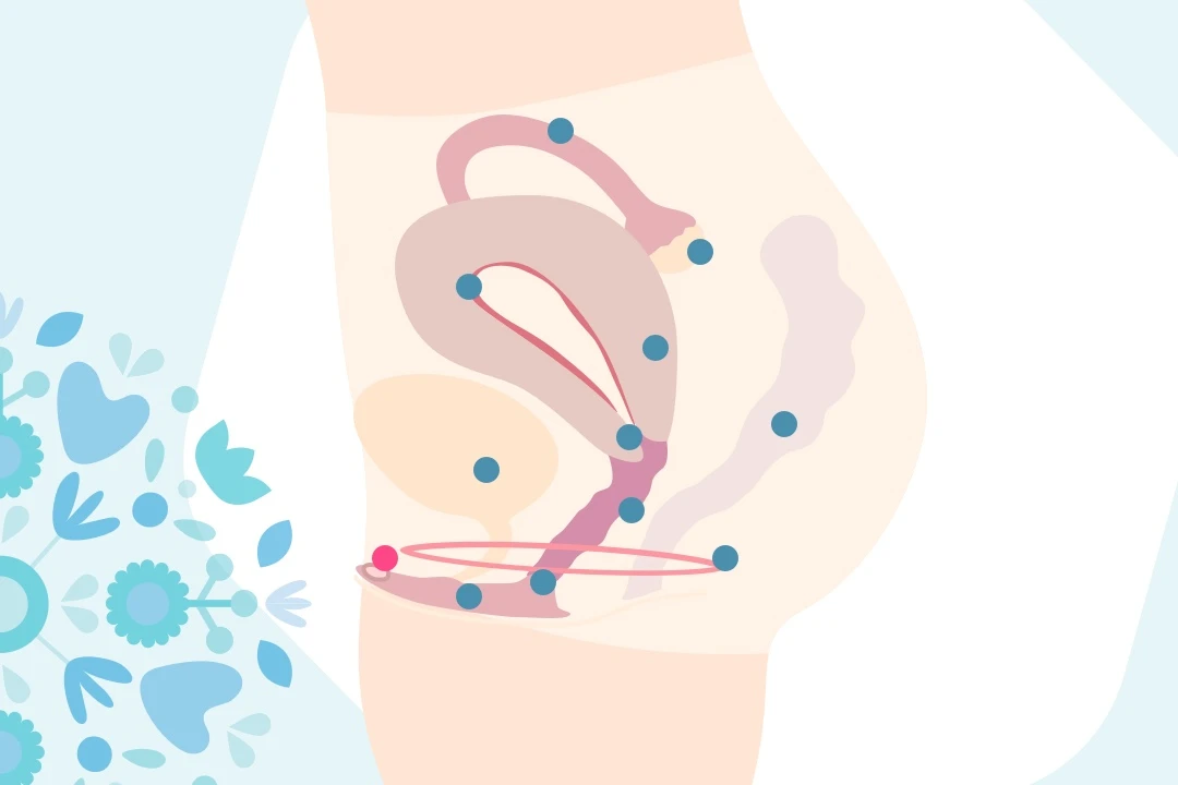 l'anatomie féminine