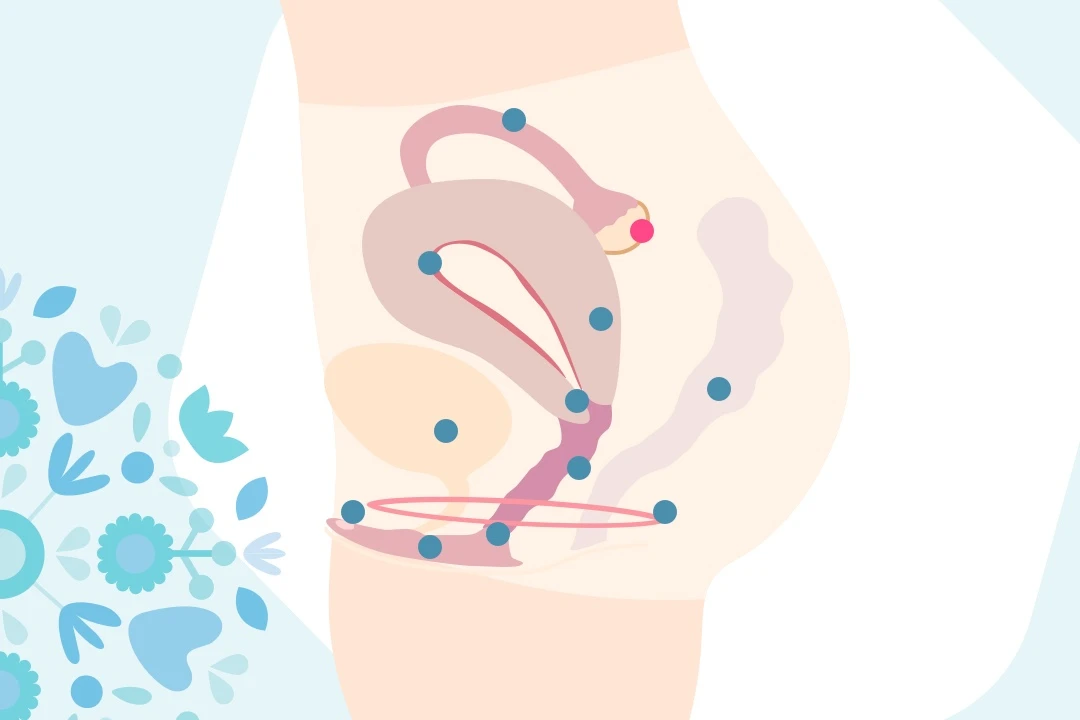 l'anatomie féminine