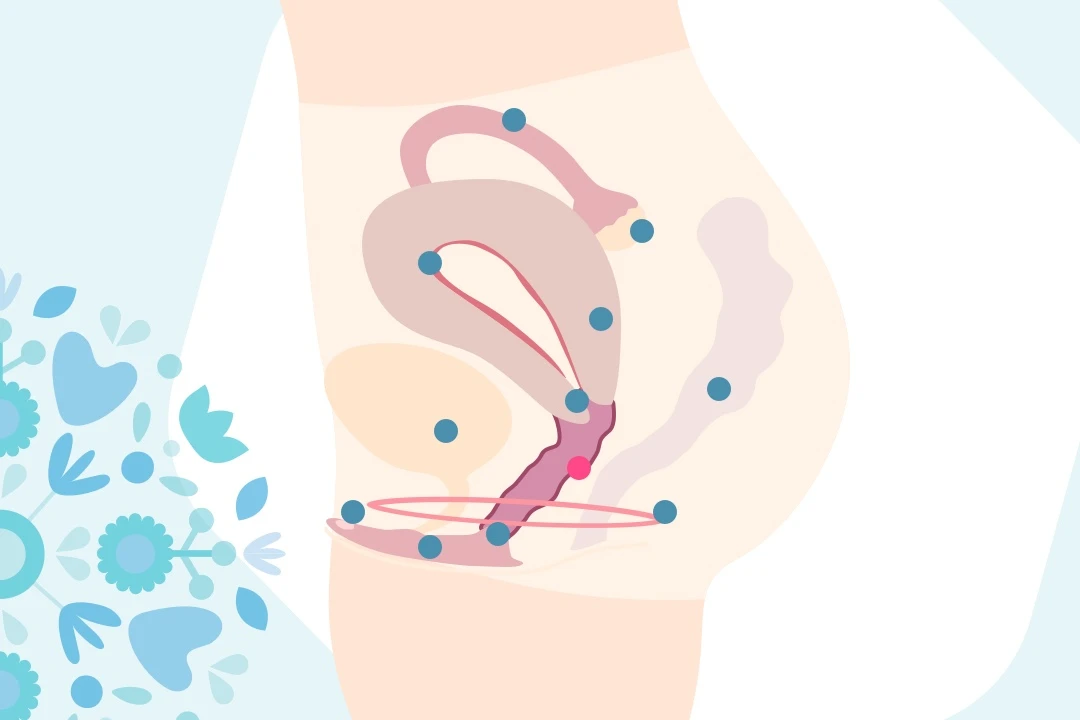 l'anatomie féminine