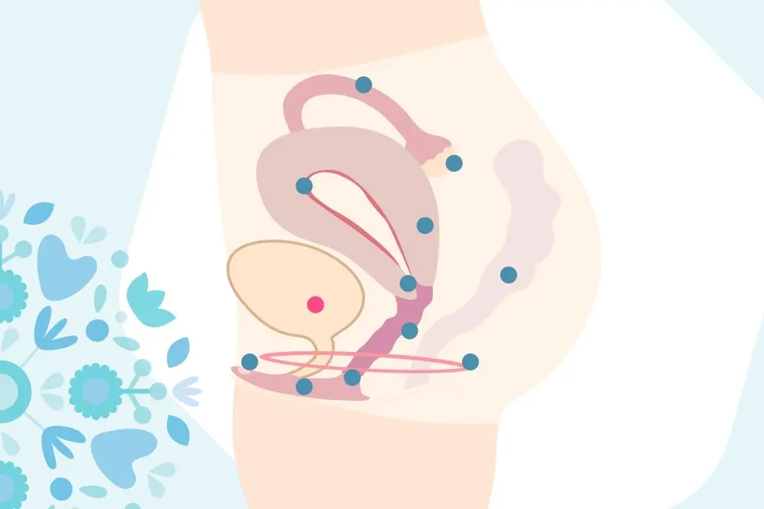 l'anatomie féminine