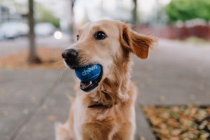 Puppy holding ball