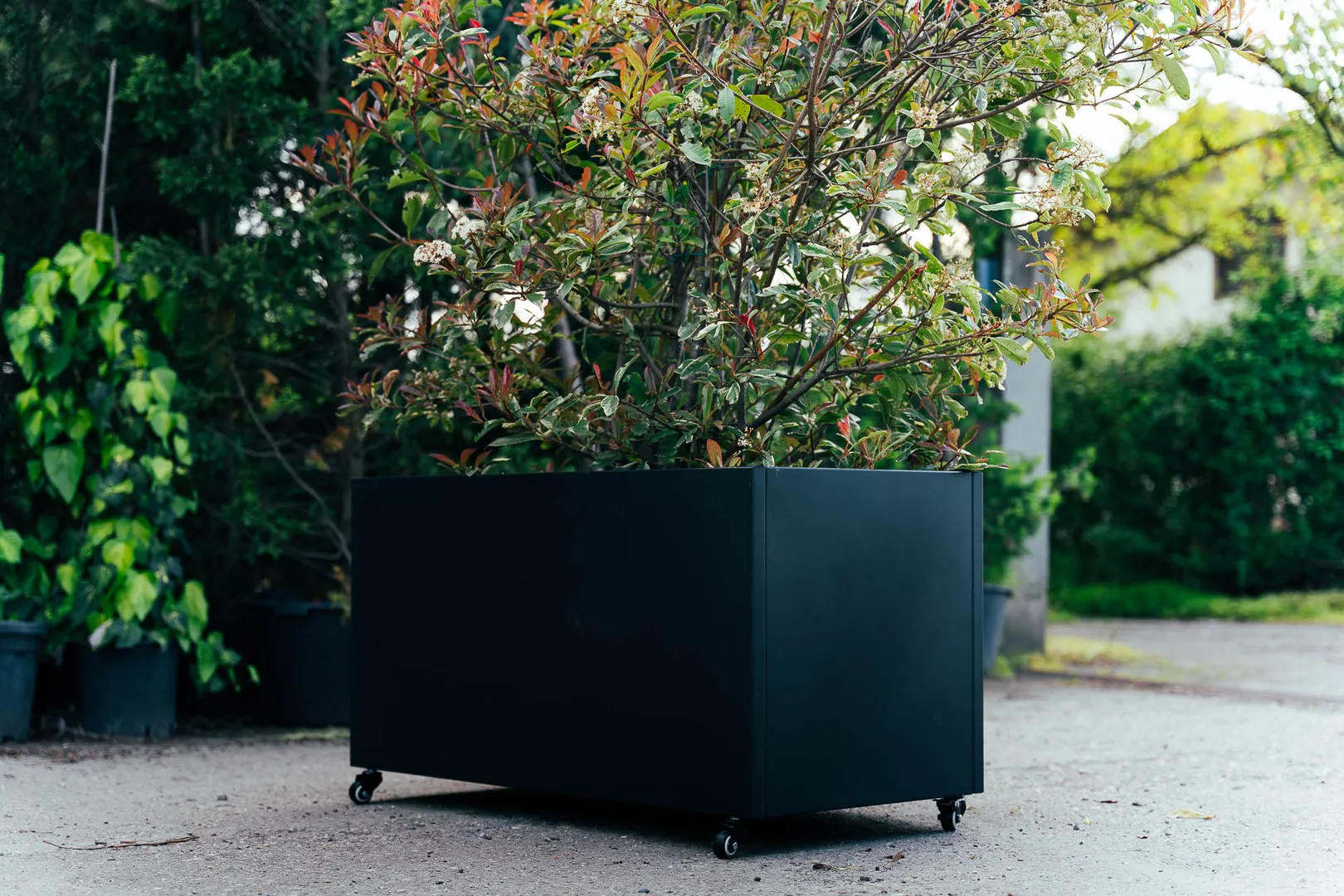 3. Zardinjera na tockicima jpg-desktop