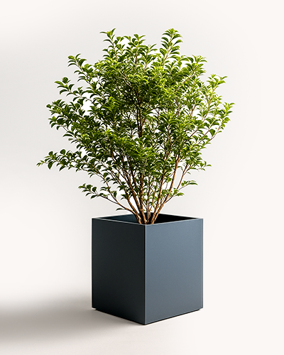 cetvrtaste 70 product image