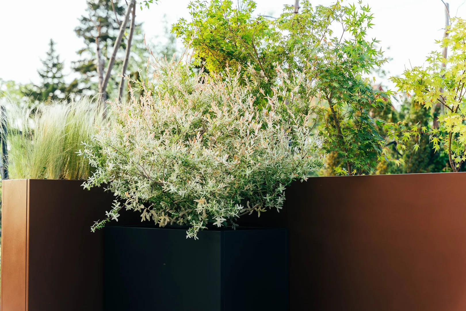 7. Zardinjera sa cvecem jpg-desktop