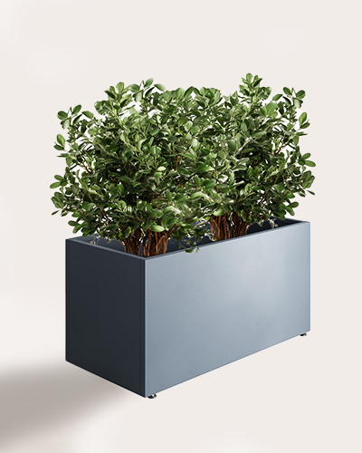 pravougaone 50 product image