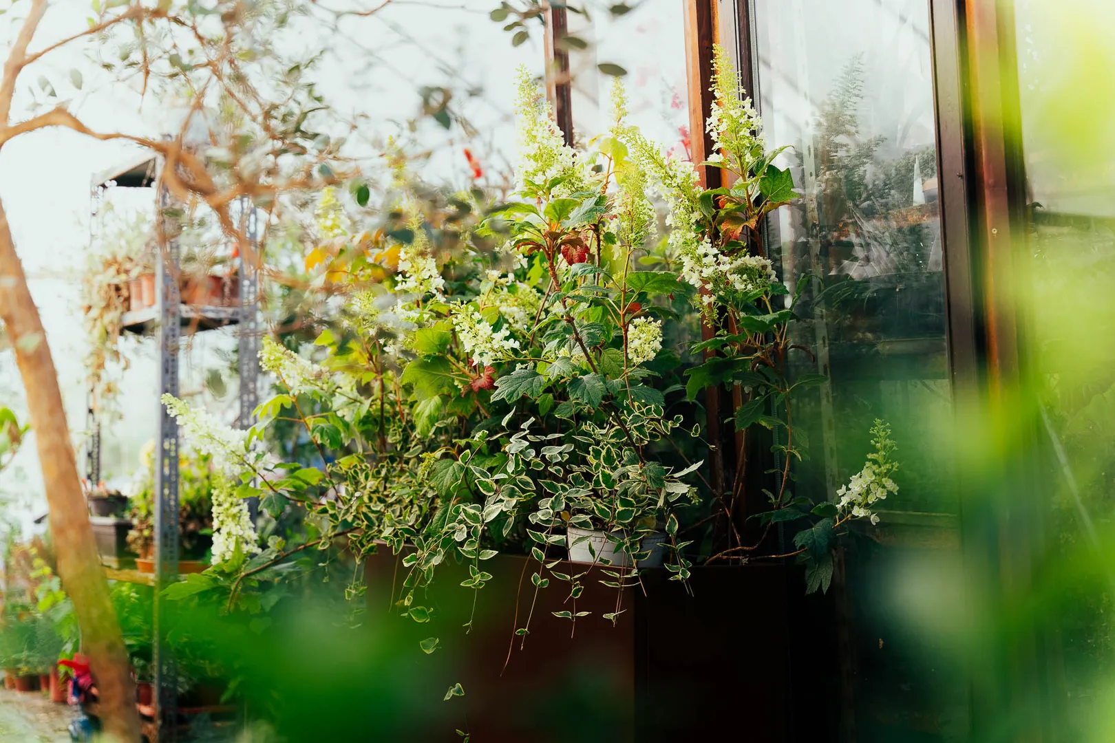 1. Cvece u zardinjeri-desktop