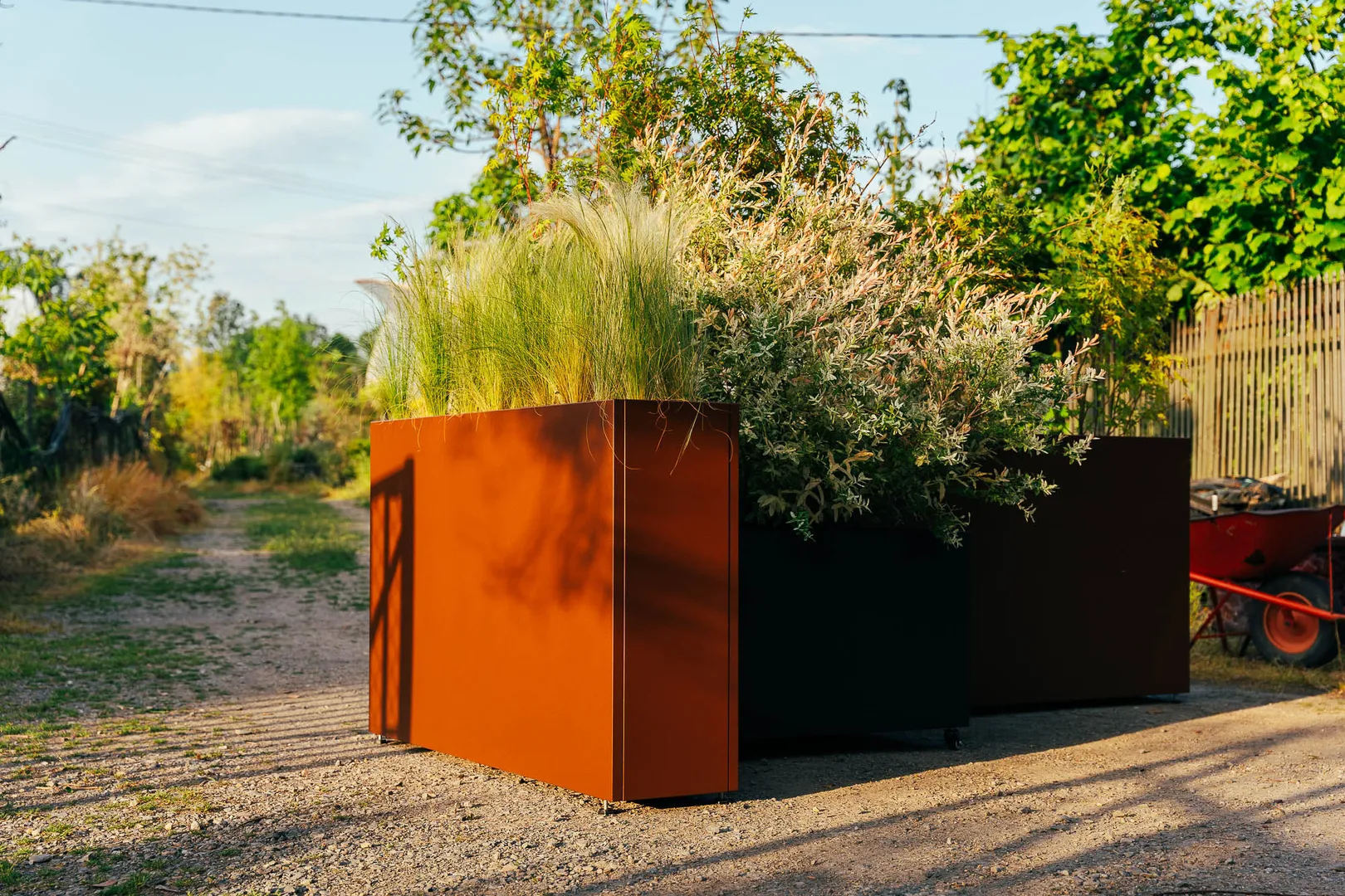 6. Zardinjera u rasadniku jpg-desktop