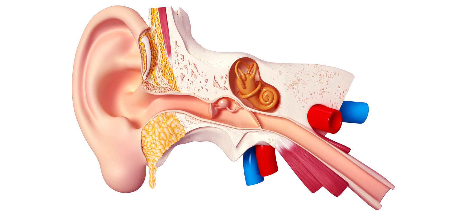 Fonctionnement oreille, rôle et anatomie du système auditif humain