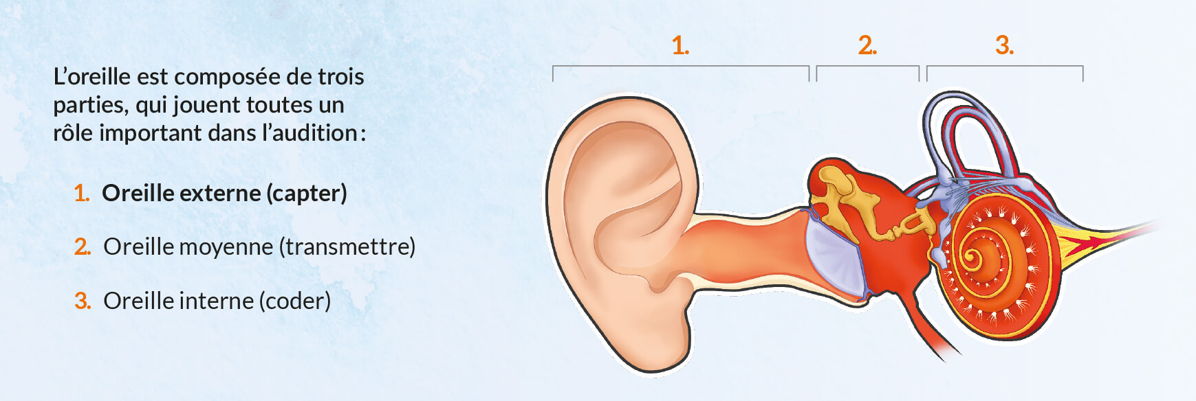 Comment déboucher une oreille bouchée selon notre ORL