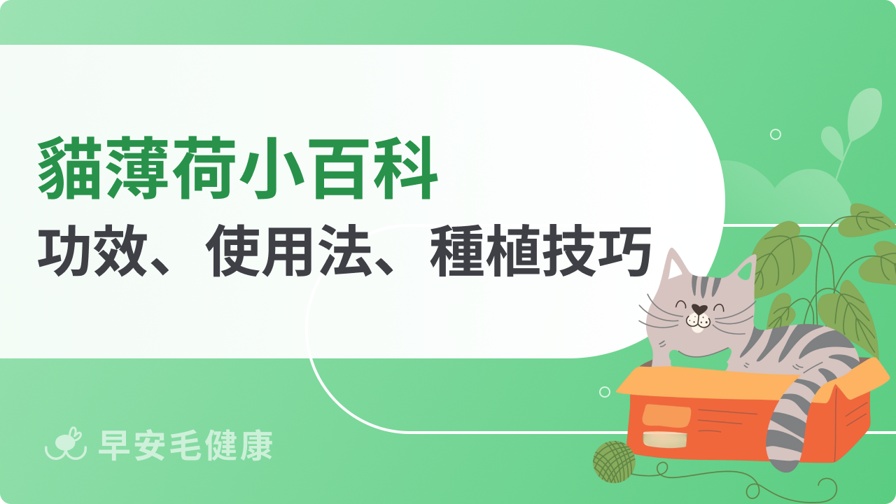 貓薄荷是什麼?貓薄荷副作用、功效與種植注意事項一次看!