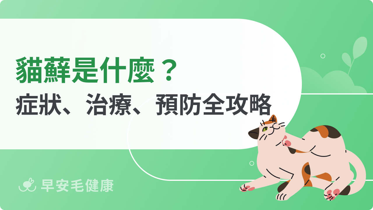 貓蘚是什麼?貓蘚症狀、治療、預防全攻略,人貓健康一次掌握!