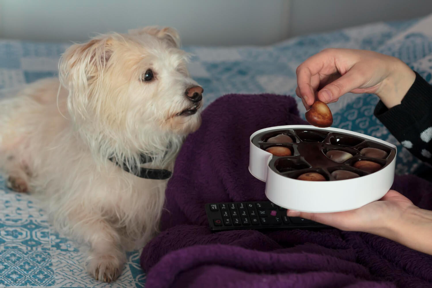 21. chocolate-poisoning-in-dogs-2