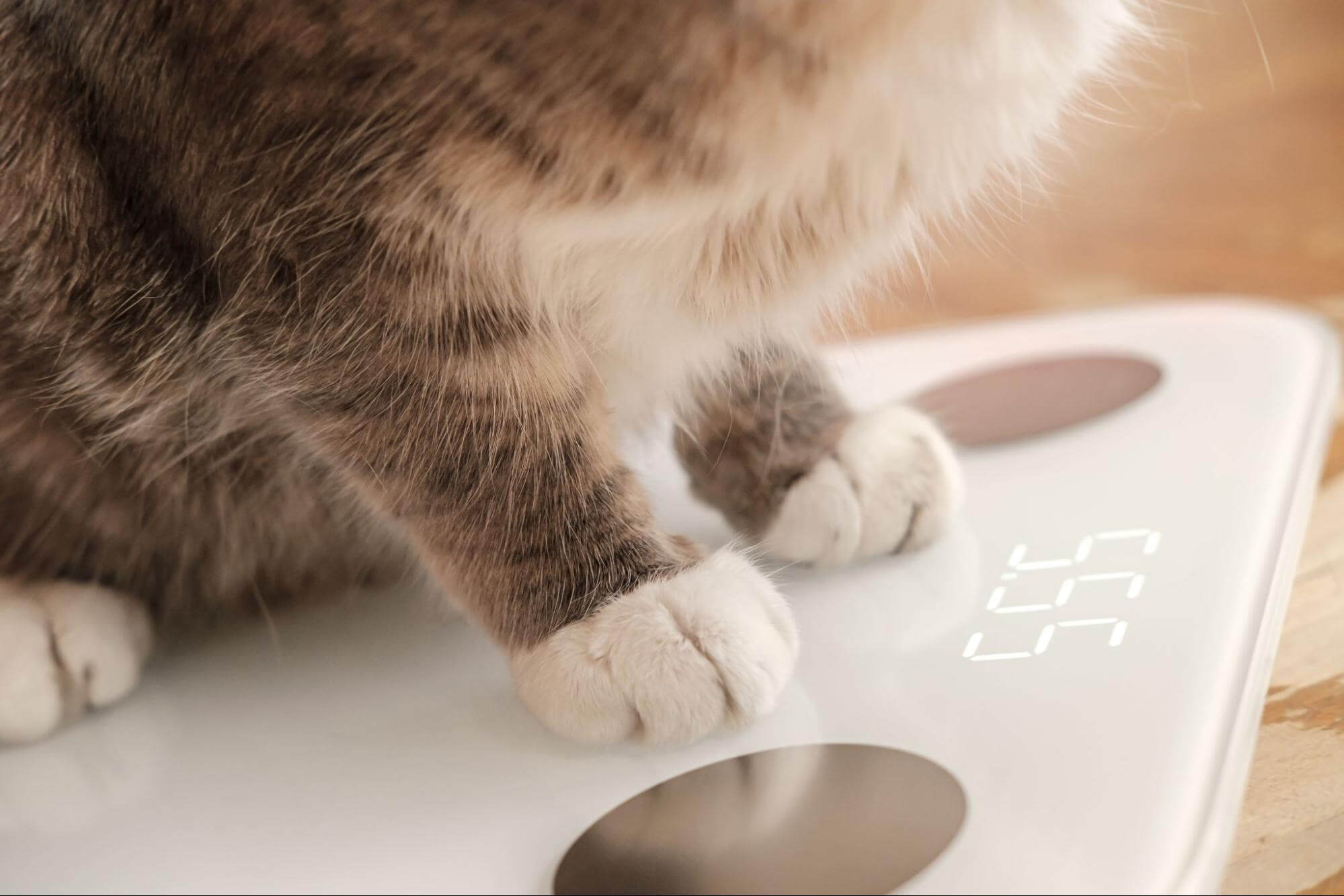 95. AI - sudden-weight-loss-in-cats-1