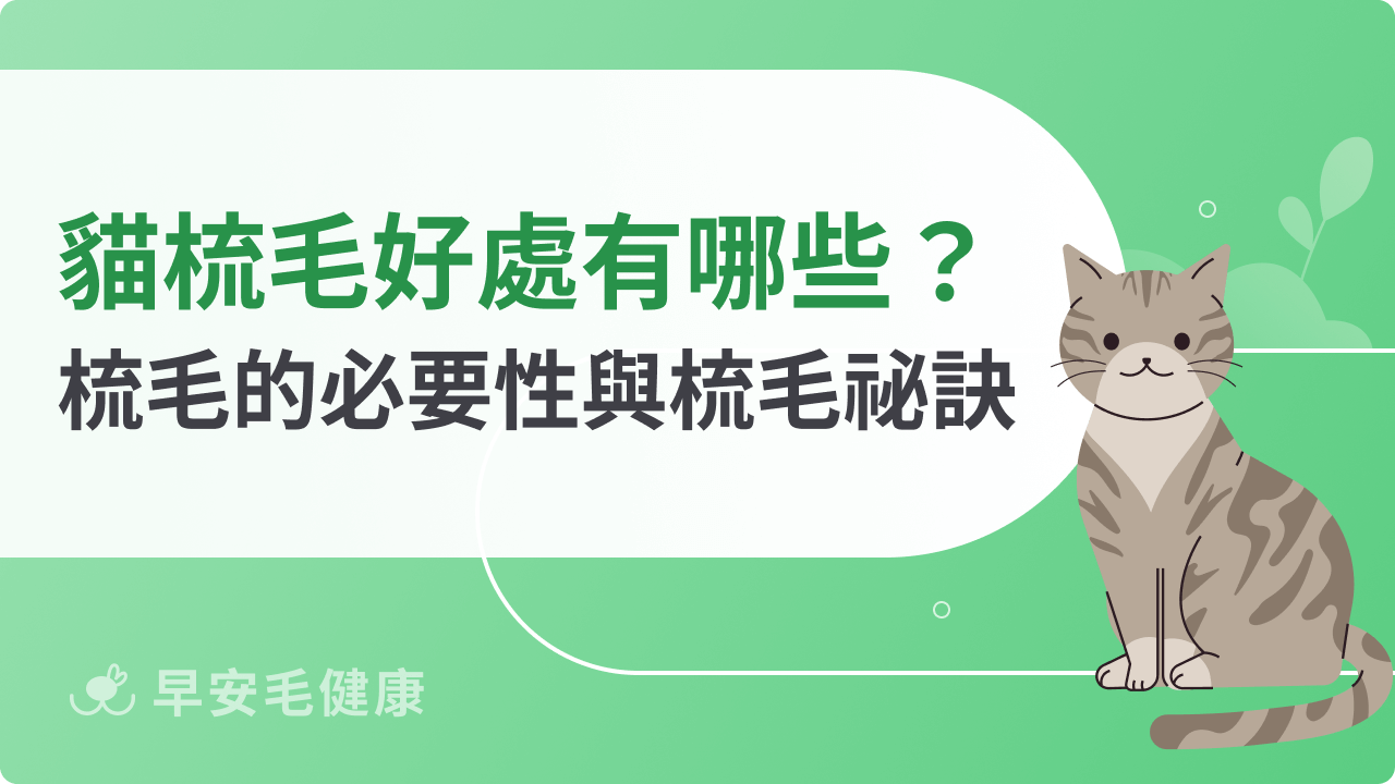 貓梳毛好處有哪些?貓咪梳毛的必要性與梳毛祕訣