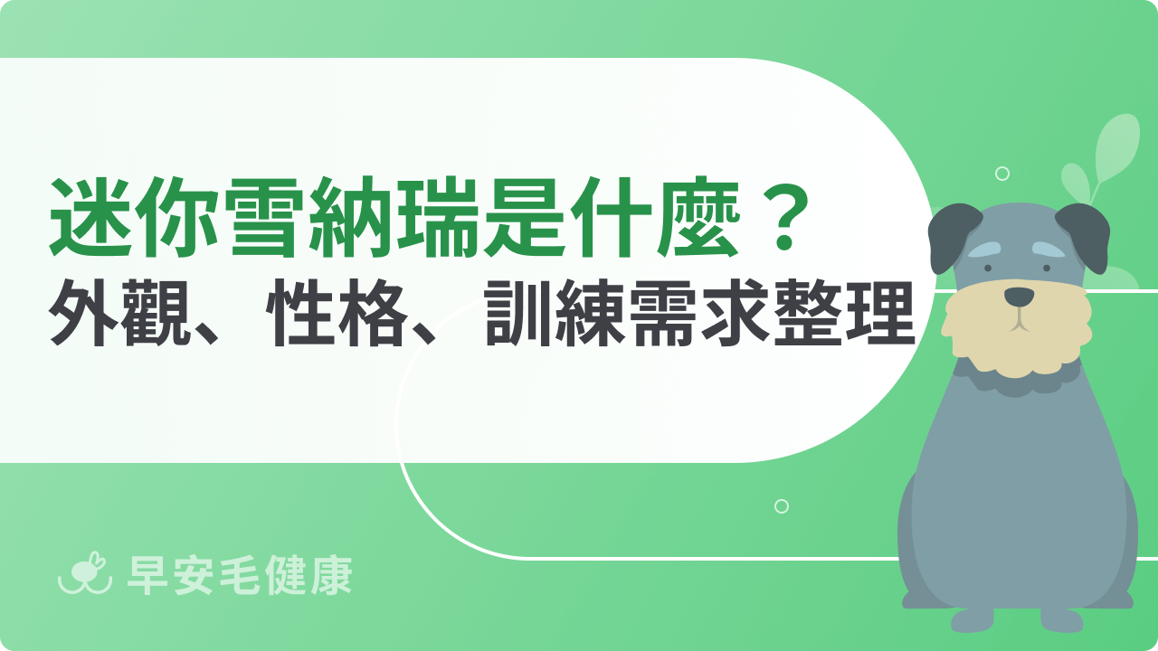 迷你雪納瑞好不好養?外觀、性格、訓練需求5分鐘輕鬆搞懂