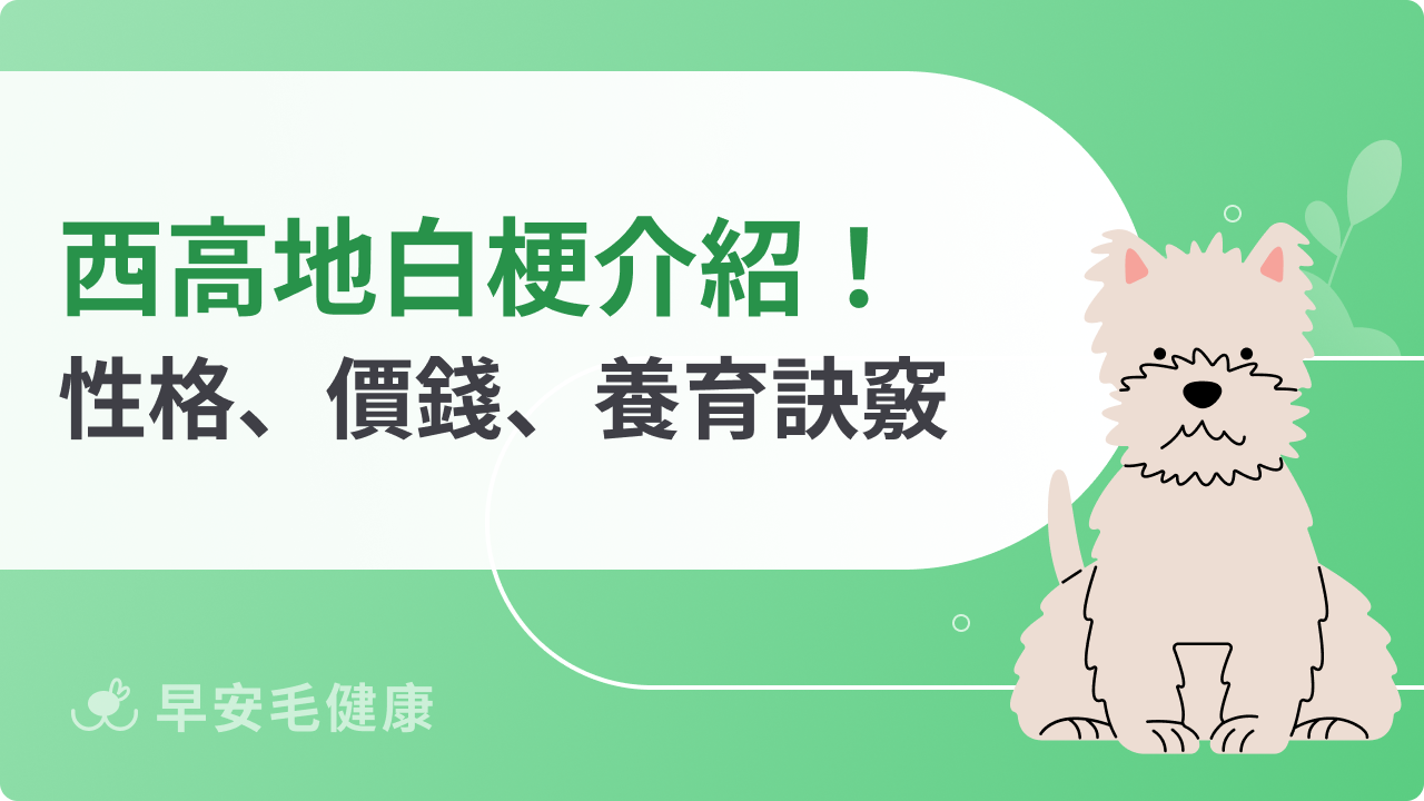 西高地白梗新手必看!西沙狗性格、費用、健康與養育訣竅