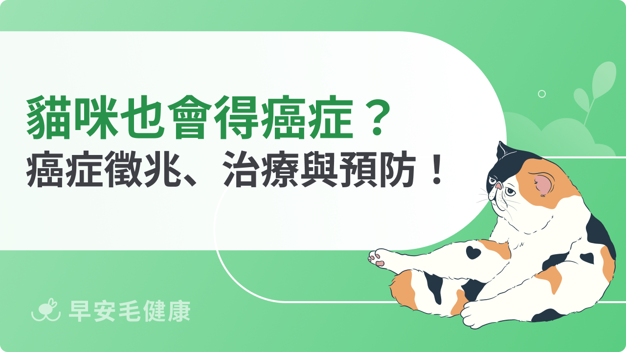 貓咪也會得癌症?獸醫淺談癌症徵兆、治療與預防!