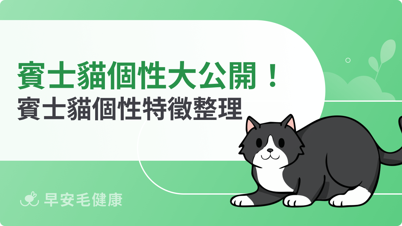 賓士貓個性大公開!一起了解賓士貓個性特徵