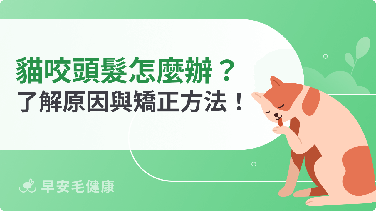 貓咬頭髮怎麼辦?了解原因與矯正方法!