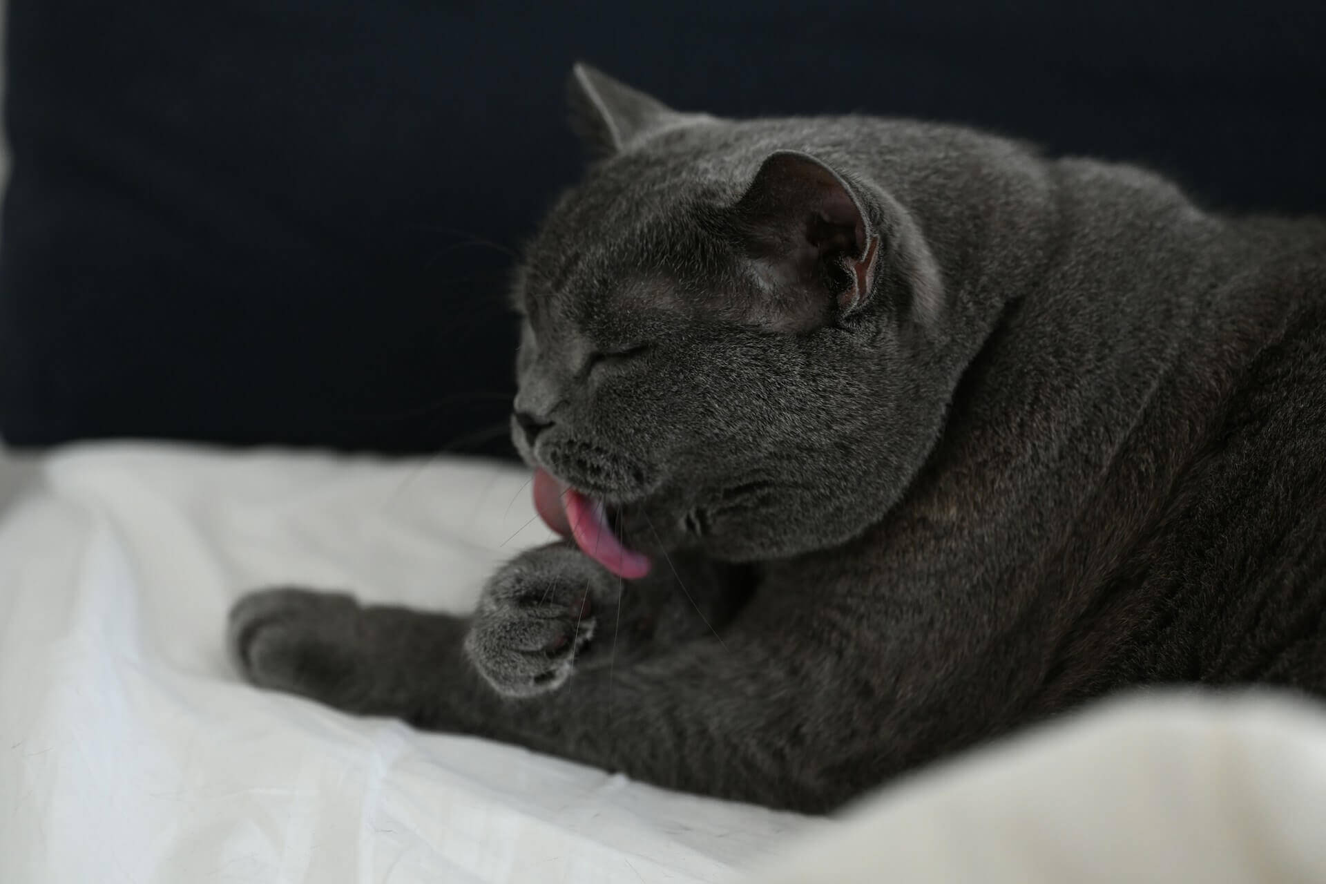 10. cat-vomiting-causes-and-solutions-1