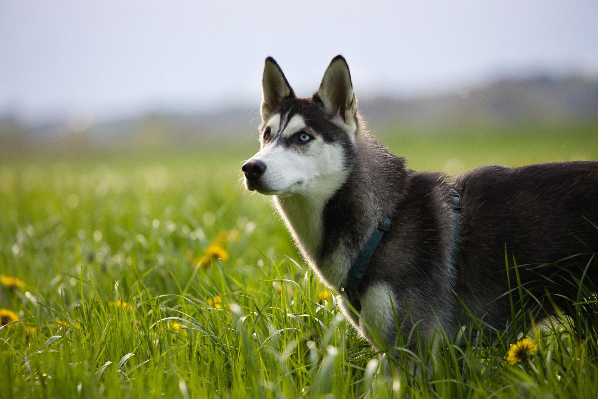 225. AI - husky-dog-price-1
