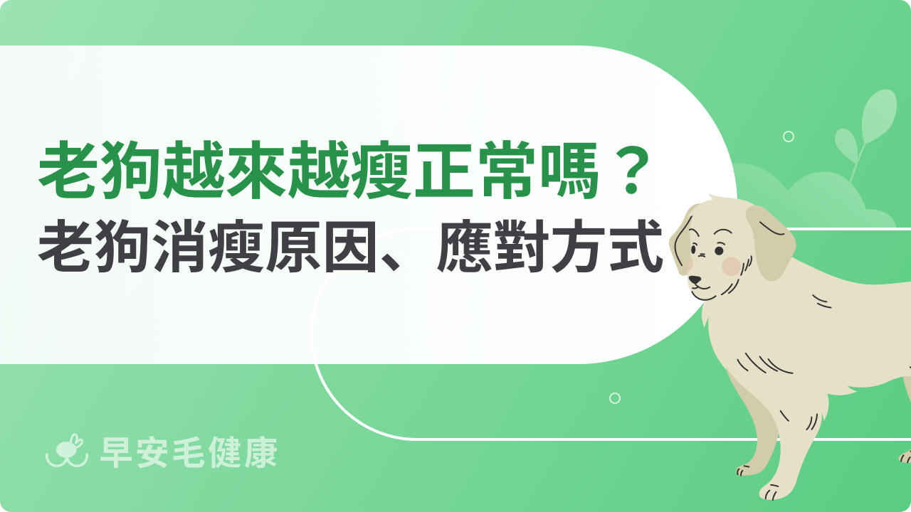 老狗越來越瘦正常嗎?老狗消瘦原因、應對方式一次看