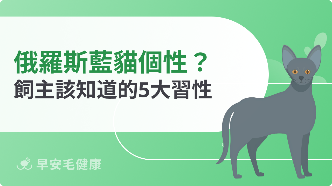 俄羅斯藍貓個性揭密！與牠相處前你該知道的5大習性