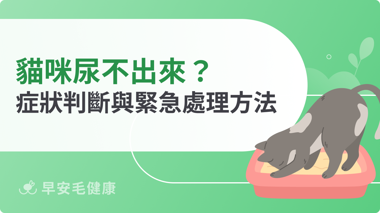 貓咪尿不出來緊急處理方法,症狀判斷與第一時間對策