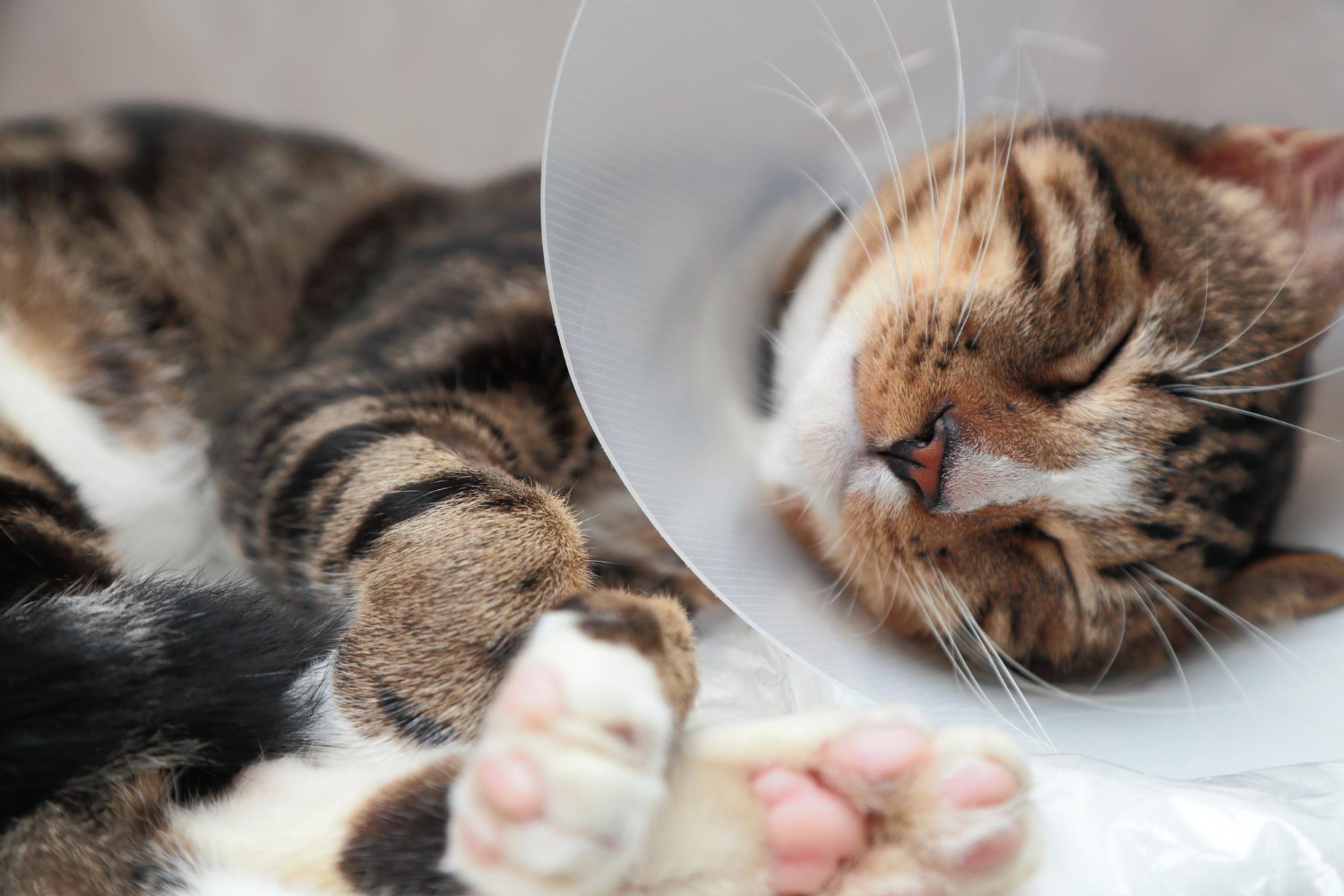 5.mountainvet-cat-cancer-guide-1