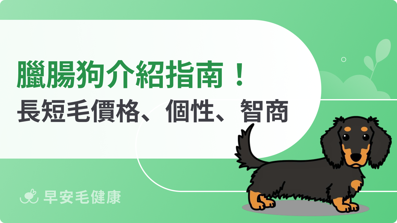 臘腸狗短腿小戰士!長毛/短毛、壽命、智商、價格全攻略!
