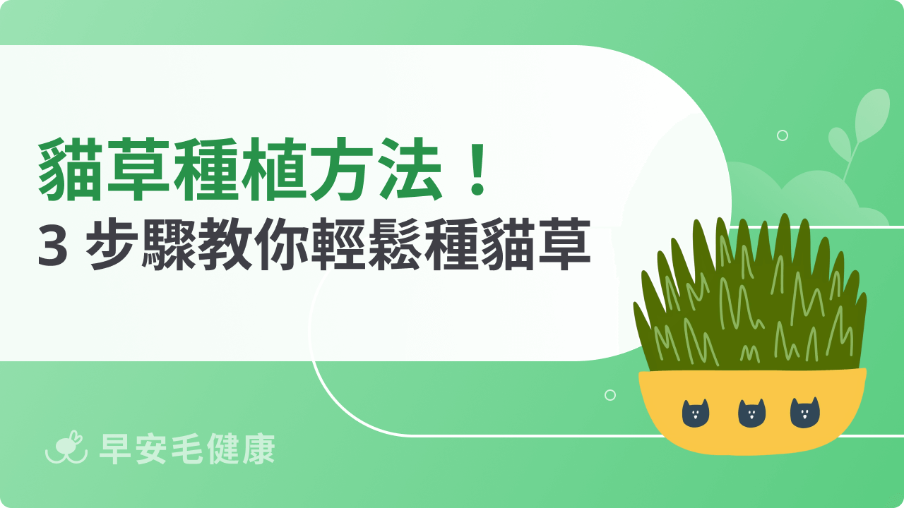 貓草種植超簡單!新手飼主也能成功的快速養成指南