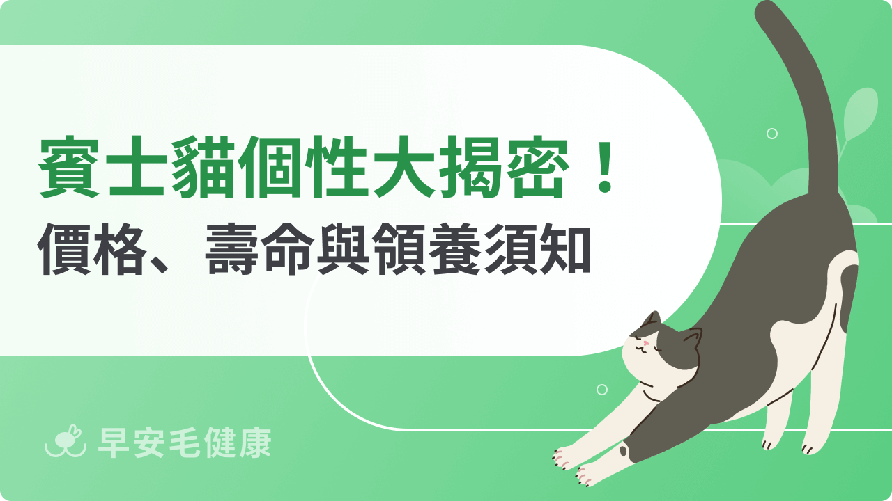 賓士貓個性大揭密!價格、壽命與領養須知
