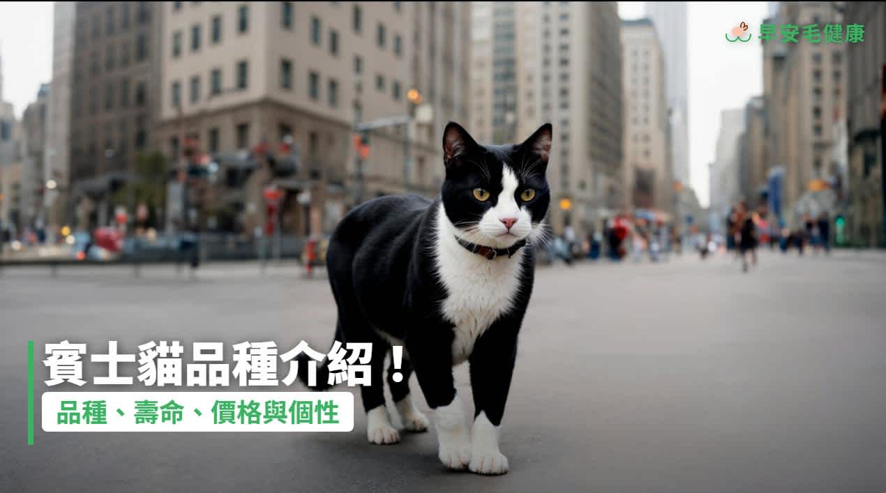 賓士貓必看指南:價格、個性特徵、平均壽命