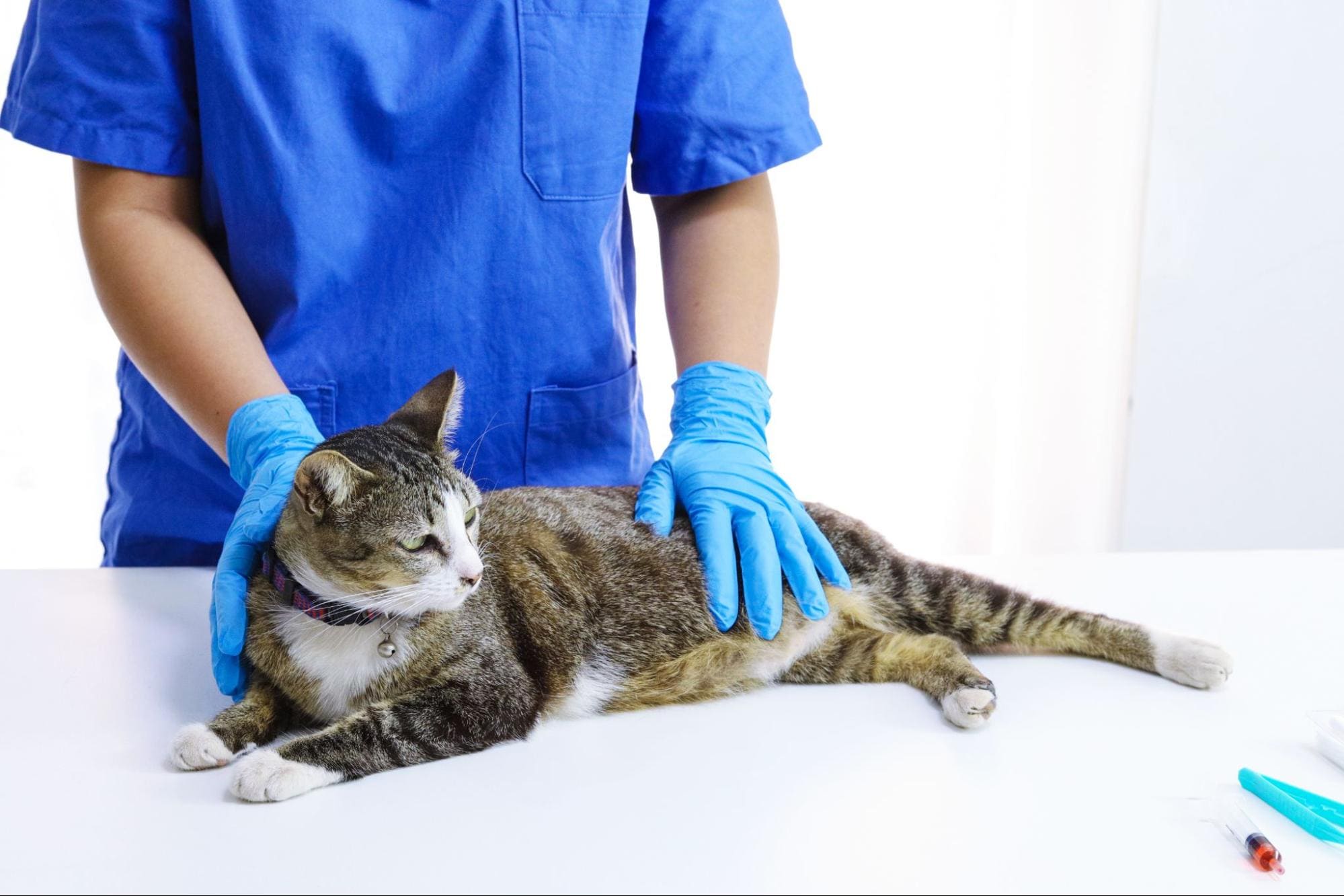 7.what-is-fiv-3