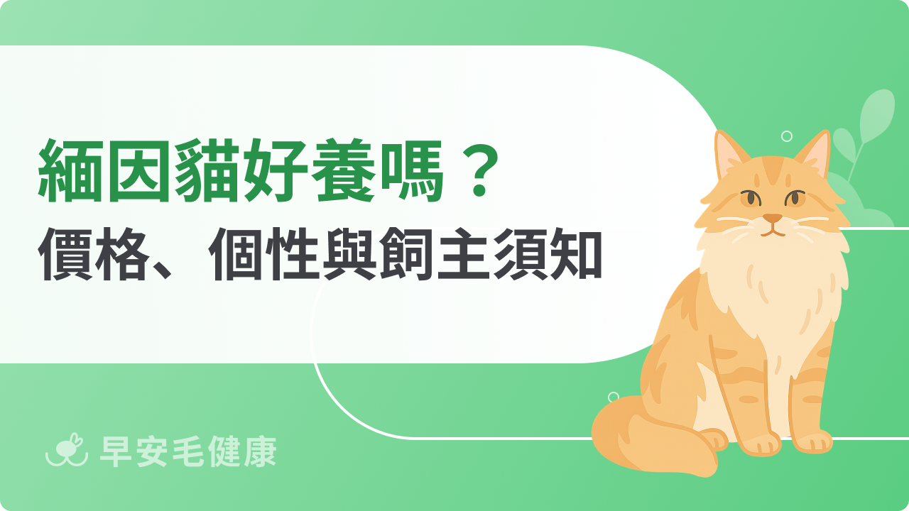 緬因貓好養嗎?價格行情、個性與新手飼主須知