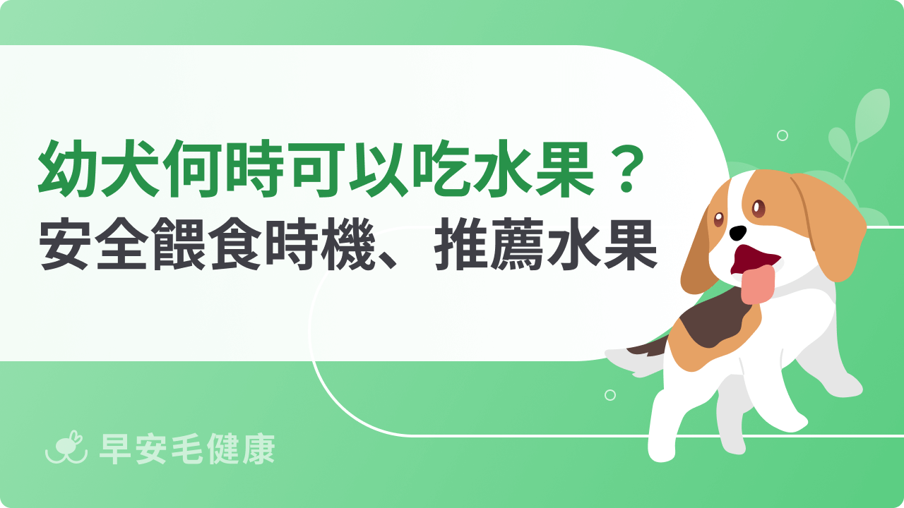幼犬何時可以吃水果?安全餵食時機、推薦水果一次看