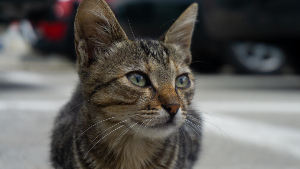 36. mixed-breed-cat-1