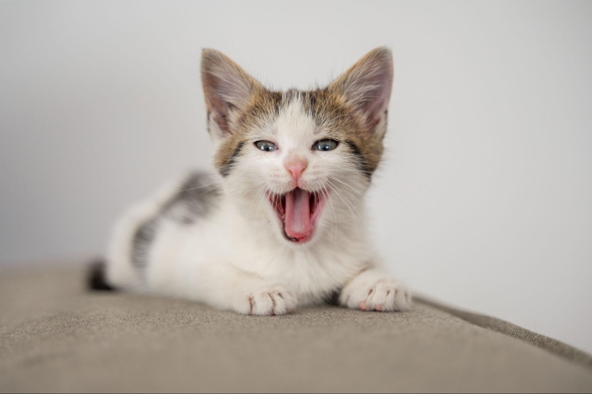 77. AI - new-kitten-wont-stop-meowing-1