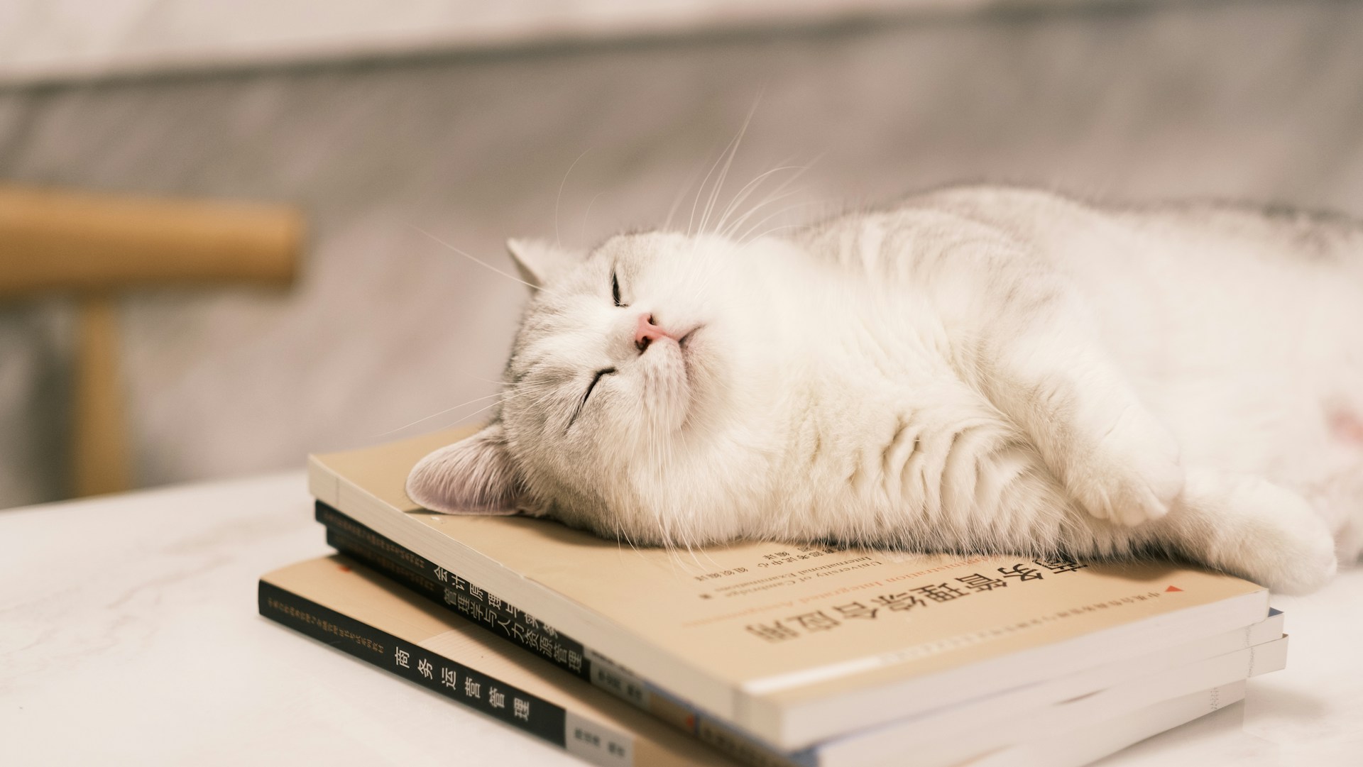 236. AI - difference-between-minuet-cat-and-munchkin-2