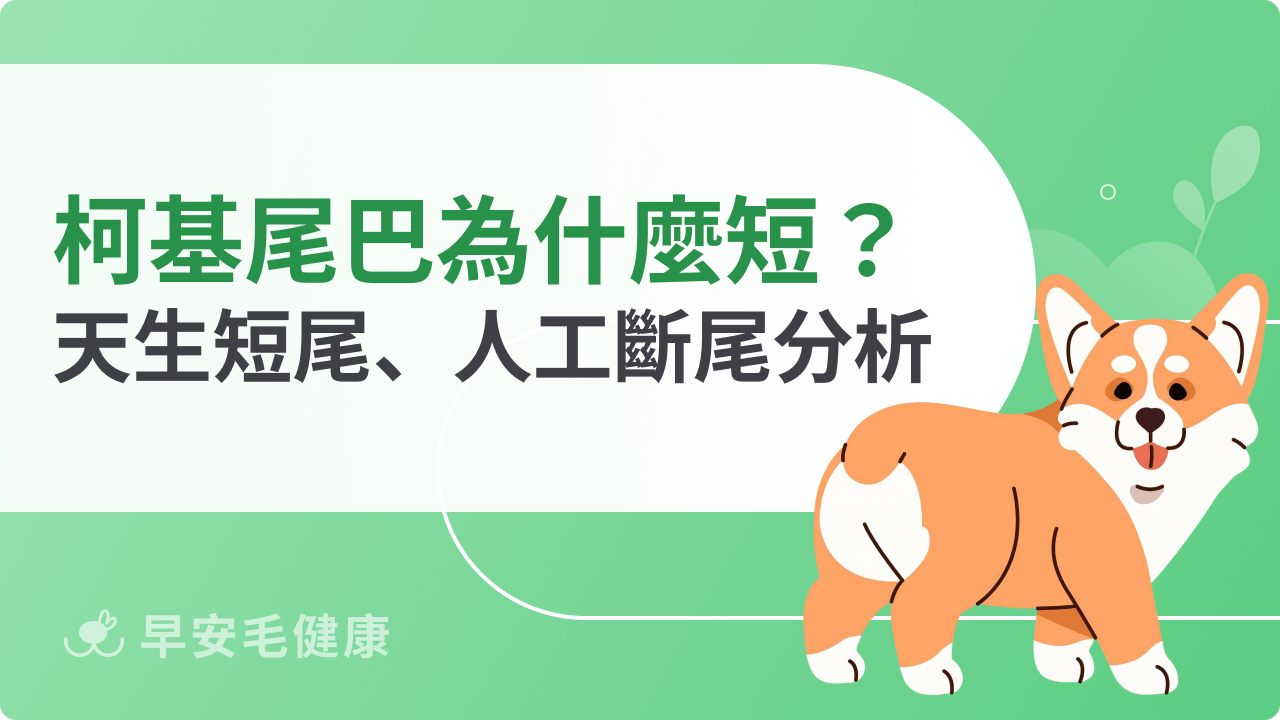 柯基尾巴為什麼短短的?柯基是天生短尾還是人工斷尾?