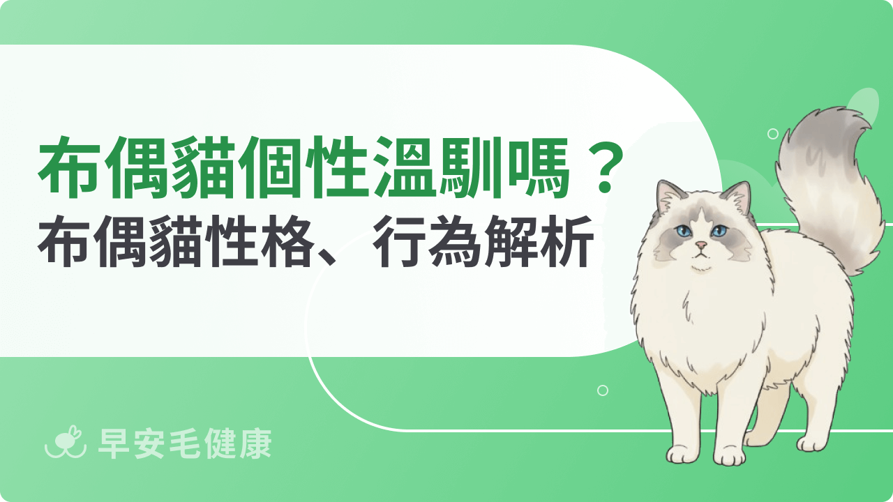 布偶貓個性溫馴嗎?布偶貓性格、行為解析