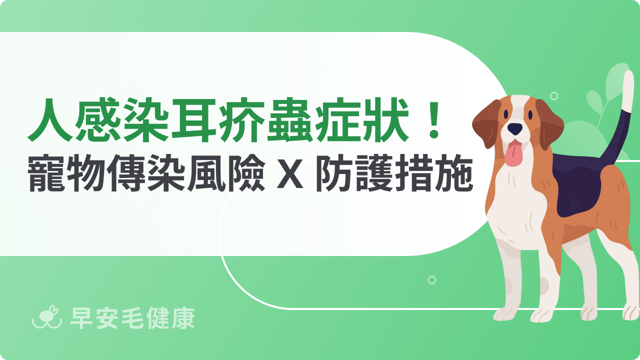 人感染耳疥蟲症狀有哪些?從寵物傳染風險到必做的防護措施說明
