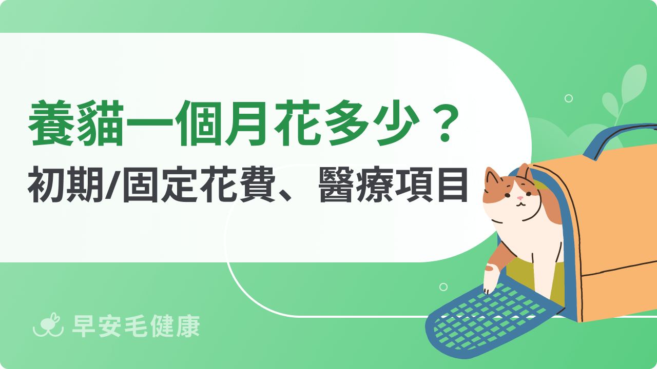 養貓一個月花費要多少?初期支出、固定花費、醫療項目全整理