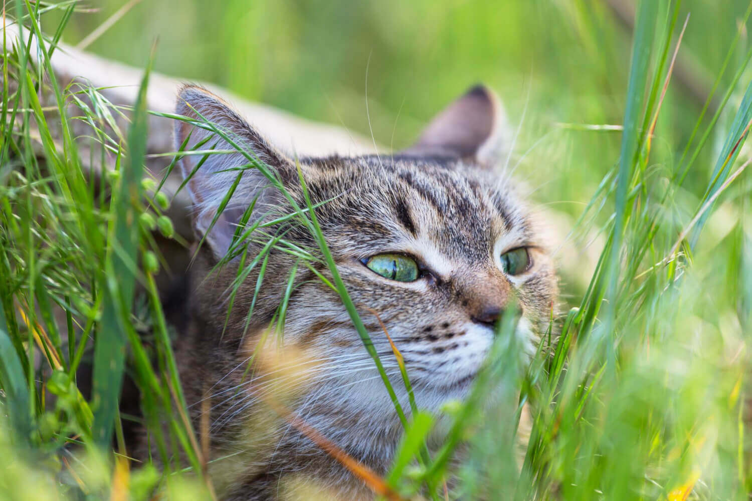 260. AI - how-to-grow-catnip-1