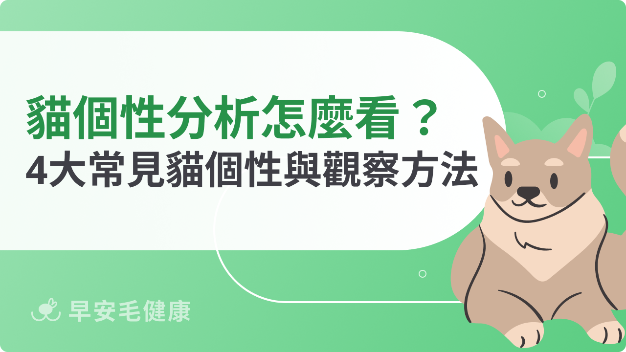 貓咪個性分析怎麼看?4大常見貓個性與觀察方法